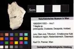 Foto (Objket + Etiketten) von ? Magila sp. 